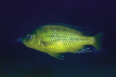 'Hemitaeniochromis' sp. 'spilopterus yellow' Mdoka